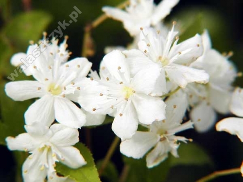 Deutzia scabra 'Gracilis'